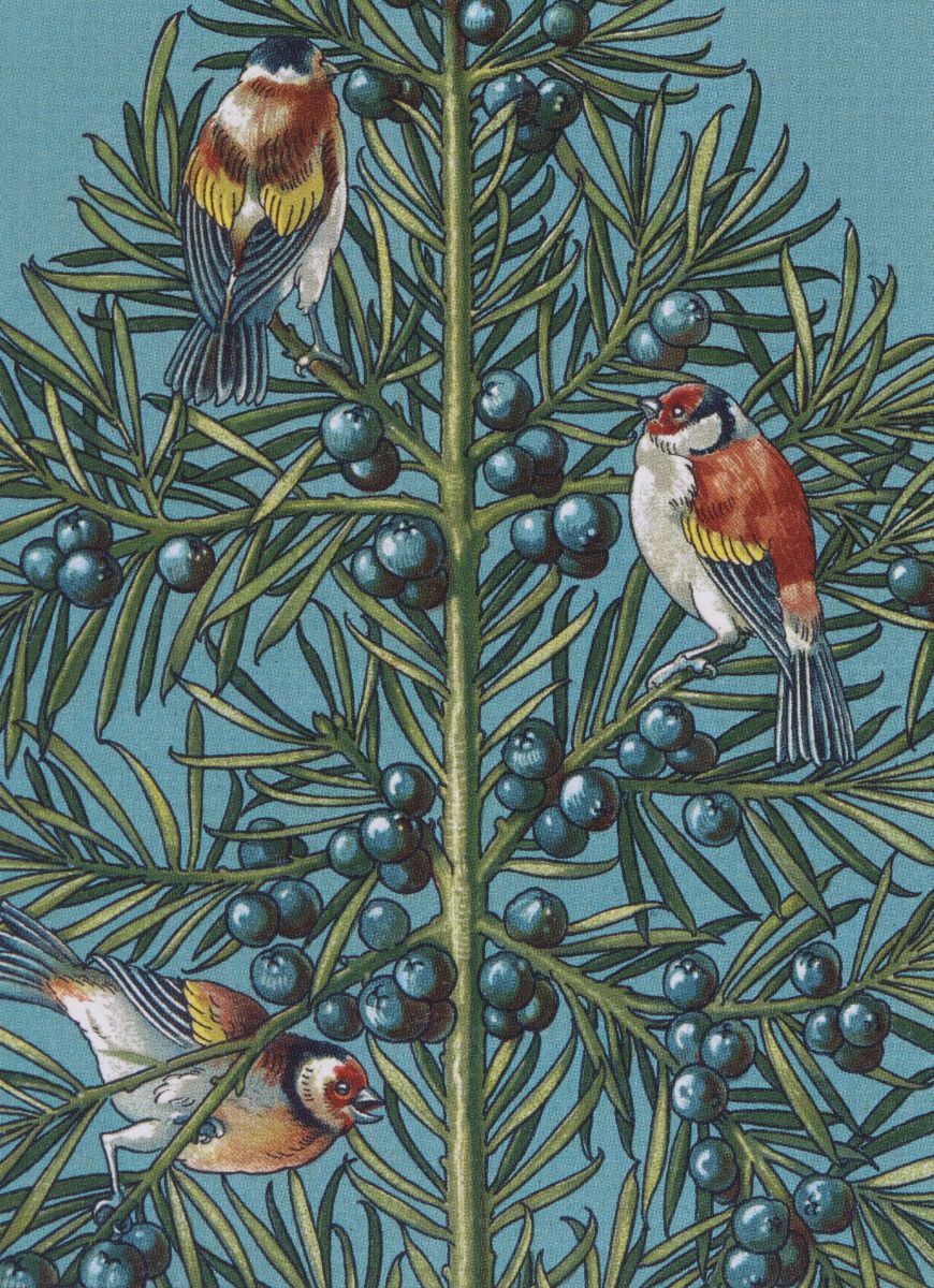 Card Boxed, Christmas; Three Goldfinches