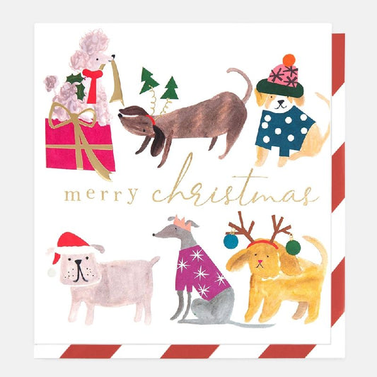 Card Christmas; Merry Christmas Dogs