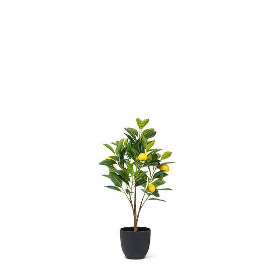 Mini Lemon Tree   RETAIL ONLY