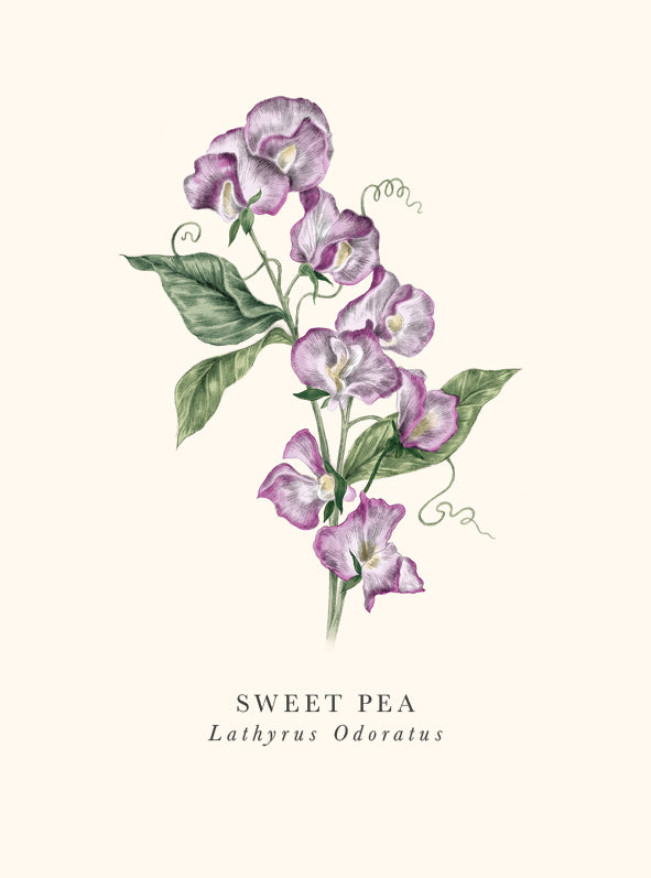 Card, All Occasion, Sweet Pea